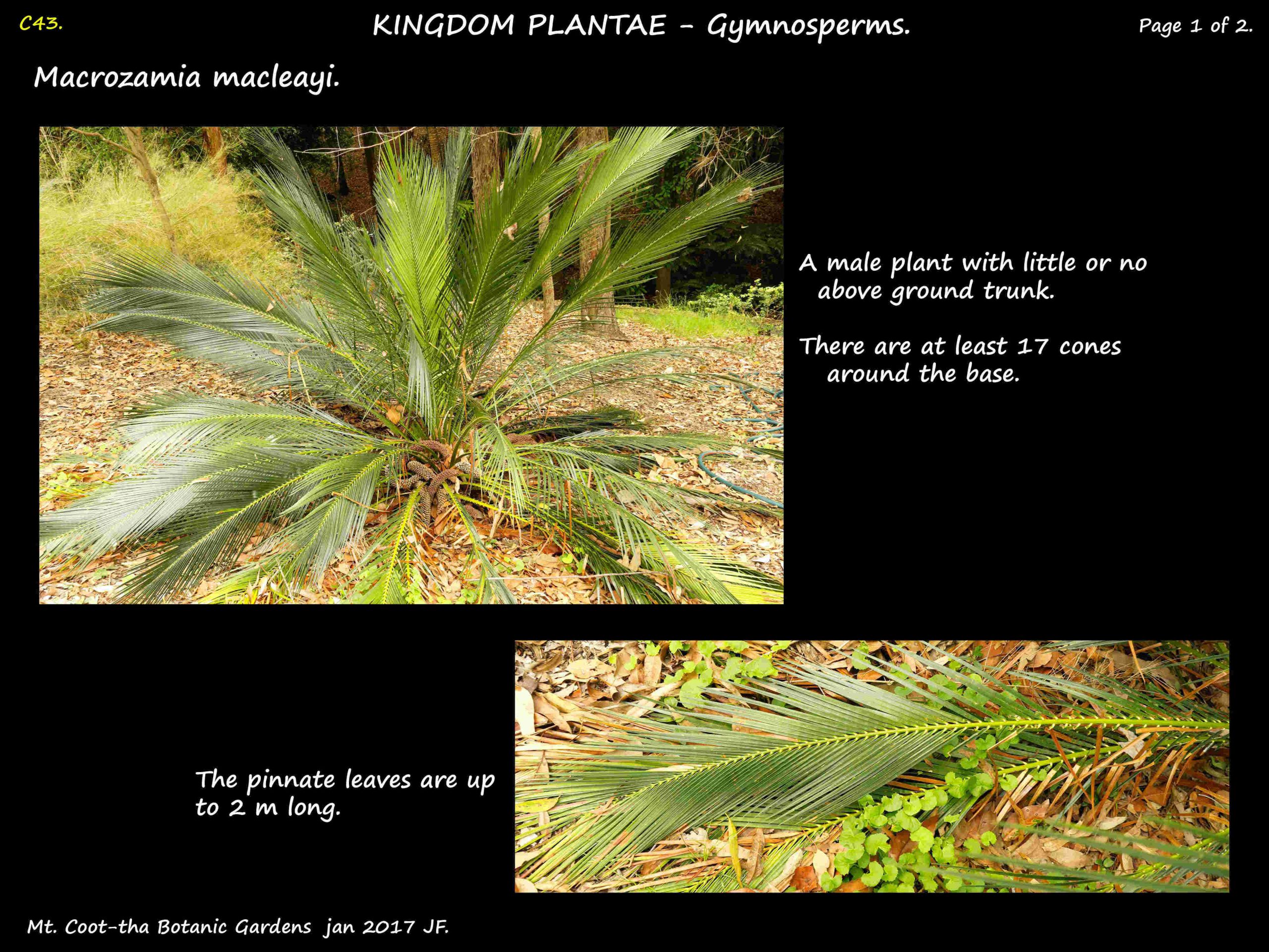 1 Macrozamia macleayi plant